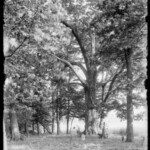 Old burial ground on farm of Charles Haines. May 25, 1897.